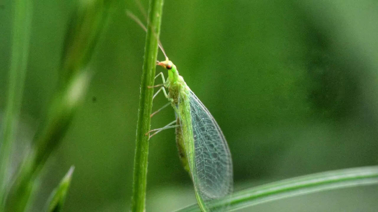Green Lacewings