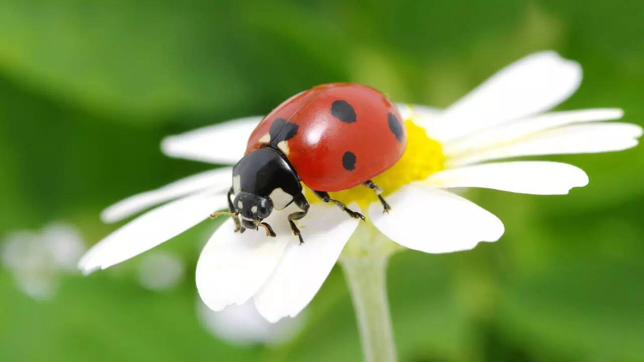 Ladybugs